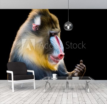 Picture of Mandrill XIV